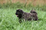 BOUVIER DES FLANDRES 203